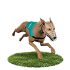 通博娛樂城白金賽狗